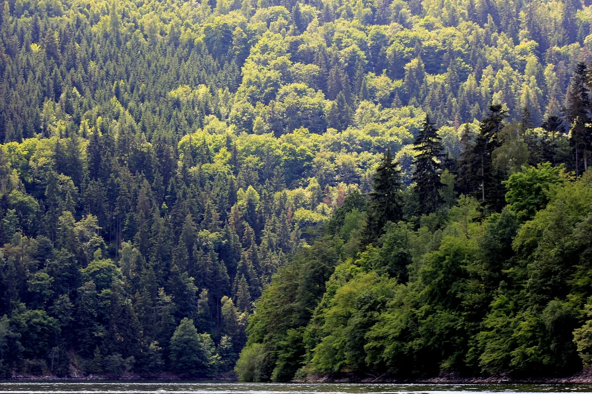 Wooded hall slopes on the Lake Hohenwarte. Landscape photograph; no picture of the planned café.